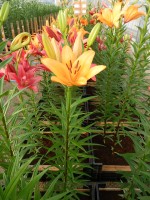 [4099 Puma DJ No101.JPG]